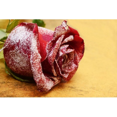 DIMEX ART Флизелинов фототапет снежночервена роза 375 x 250 см