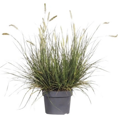 Dochan psárkovitý FloraSelf Pennisetum květináč 3 l 1 ks, různé druhy