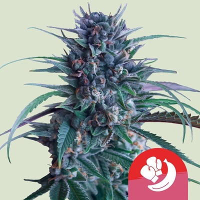 Royal Queen Seeds x Tyson Banana Brawler semena neobsahují THC 3 ks