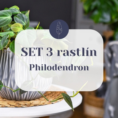 SET Philodendron