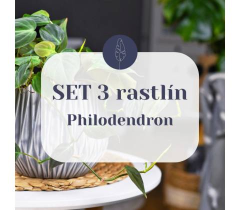 SET Philodendron