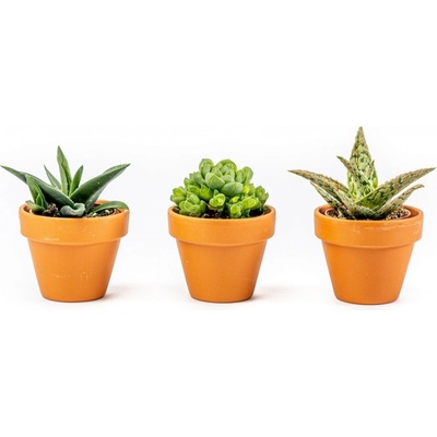 Gardners Aloe mix, průměr 6 cm Aloe