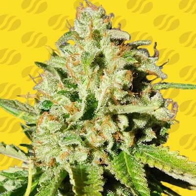 Original Sensible Seeds Orange Diesel AUTO semena neobsahují THC 5 ks