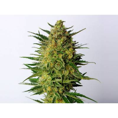 Kannabia Seeds Super AK semena neobsahují THC 3 ks