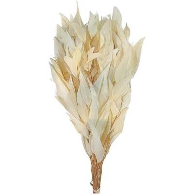 PRESERVED EUCALYPTUS WILLOW FOLIAGE BLEACHED SLEEVE ( 150 g )