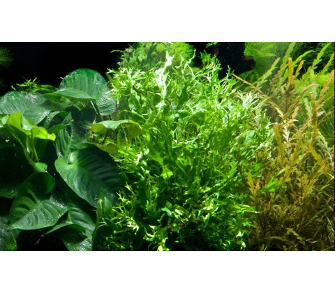 Microsorum pteropus Windelov