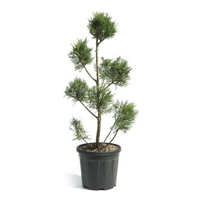 Cypřišovec Leylandův PonPon Cupressocyparis leylandii 'Pyramidalis' výška cca 80 cm květináč 9 l