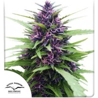 Dutch Passion Shaman semena neobsahují THC 3 ks