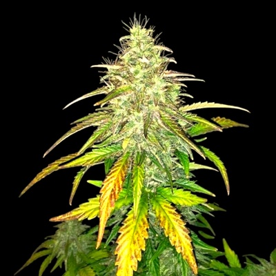 B-S-B Genetics Sweet Tooth Auto semienka neobsahujú THC 1 ks