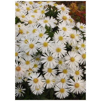 Aster dumosus SNOWSPRITE - hvězdnice keříčkovitá, astra – Hledejceny.cz