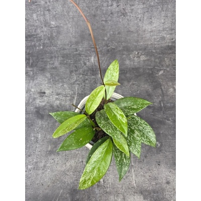 Hoya Silverspots 12 cm