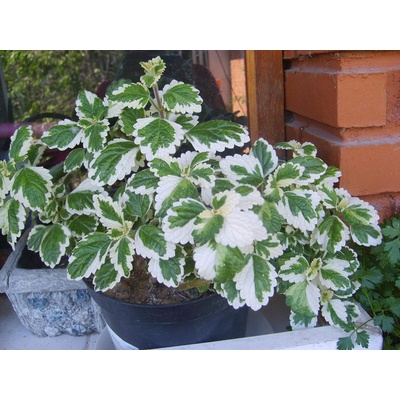 Plectranthus coleoides Marginatus - molice