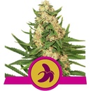 Royal Queen Seeds Fat Banana semena neobsahují THC 3 ks