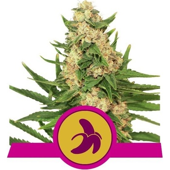Royal Queen Seeds Fat Banana semena neobsahují THC 3 ks