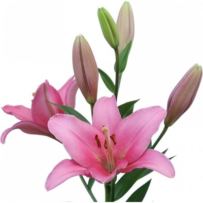 Lilie LA BRINDISI 100cm/4+ – Zboží Dáma