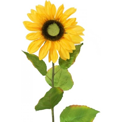 Slunečnice, 70 cm