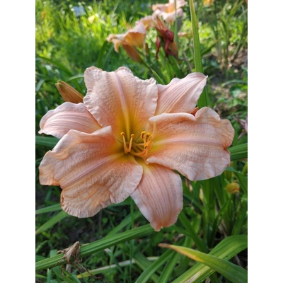 Denivka Peach CZ