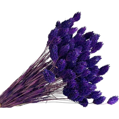 FLOWERIO Sušená tráva Phalaris - Chrastica 80g - sýto fialová