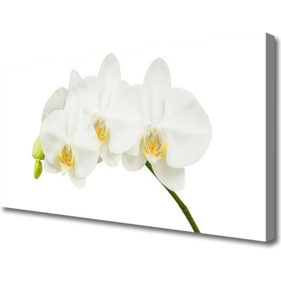 Obraz Canvas Orchidea výhonky kvety príroda 100x50 cm