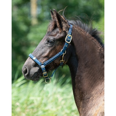 QHP Hříběcí ohlávka tmavě modrá – Zboží Dáma