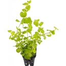 Lysimachia nummularia