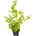 Lysimachia nummularia