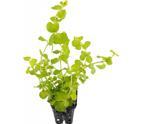 Lysimachia nummularia