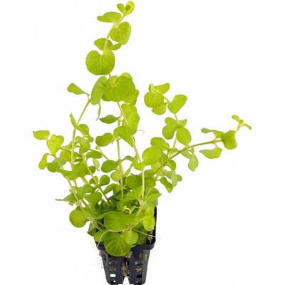 Lysimachia nummularia