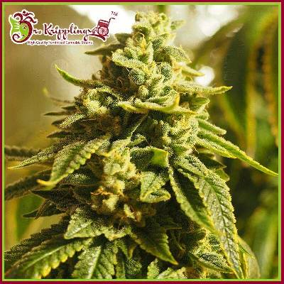 Dr. Krippling Seeds Glue Kripple semena neobsahují THC 1 ks