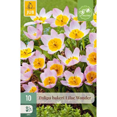 JUB Tulipán - bakeri Lilac Wonder