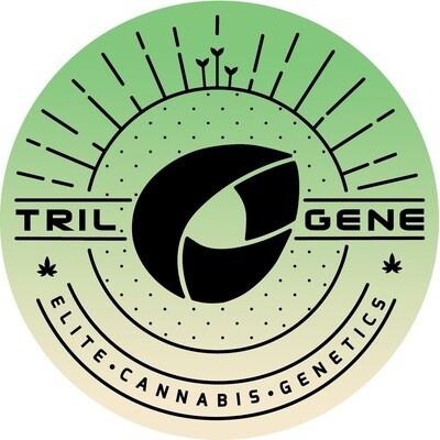 Trilogene Seeds Ice Cold semienka neobsahujú THC 5 ks