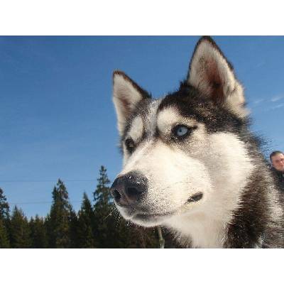 Psí spřežení Jeseníky - Doručení e-mailem zdarma a hned