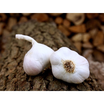 Český sadbový česnek Japo II počet v balení: 3-4 palice