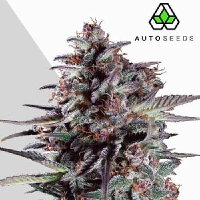 Auto Seeds Purple Lemonade Auto semena neobsahují THC 3 ks