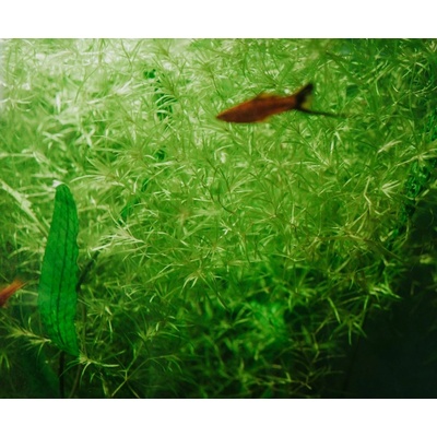 Najas guadalupensis