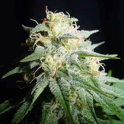 Spliff Seeds White Widow Automatic semienka neobsahujú THC 3 ks