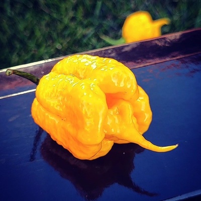 Carolina Reaper Yellow – Zboží Dáma