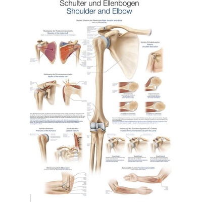 Anatomický plakát Erler Zimmer - Rameno a loket 50 x 70 cm | DE, EN
