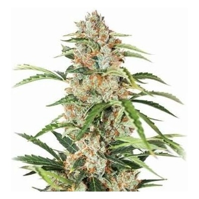 Nirvana Orange Bud AUTO semena neobsahují THC 5 ks