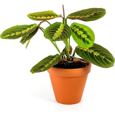 Gardners Marantha leuconeura Fascinator, průměr 12 cm Maranta, Modlivka