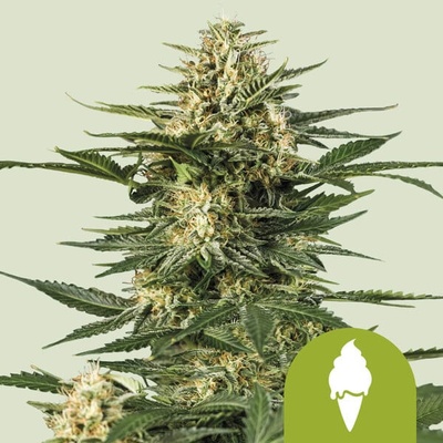 Royal Queen Seeds Green Gelato Automatic semienka neobsahujú THC 100 ks