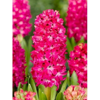 Hyacint Jan Bos Hyacinthus cibule hyacintu 1 ks