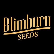 Blimburn Seeds Mamba Negra CBG semena neobsahují THC 9 ks