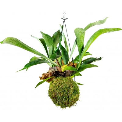 Gardners Kokedama Platycerium (L) Parožnatka 1 ks