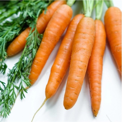 BIO Mrkev Robila - Daucus carota - bio osivo mrkve - 200 ks