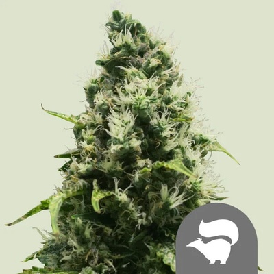 Royal Queen Seeds Skunk XL regular semienka neobsahujú THC 25 ks