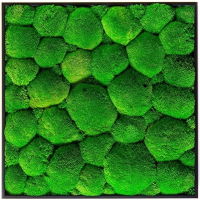 Gardners Mechový obraz 50x50 cm z kopečkového mechu, černá