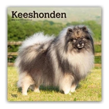 Browntrout Verlags GmbH Keeshonden - Wolfsspitz 2026 - 16-Monatskalender