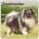 Browntrout Verlags GmbH Keeshonden - Wolfsspitz 2026 - 16-Monatskalender | BrownTrout Publishers Inc