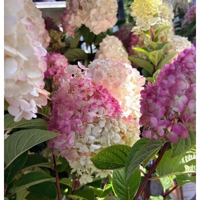 Hortenzia metlinatá (Hydrangea paniculata ´Vanille Fraise´) veľkosť 30cm+